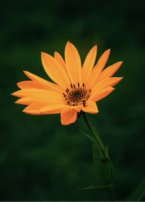 Pika Labs重磅更新!视频帧率提升私聊bot等多项改进!7.png