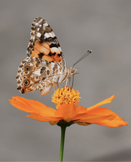 Pika Labs重磅更新!视频帧率提升私聊bot等多项改进!2.png